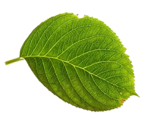 leaf6-min